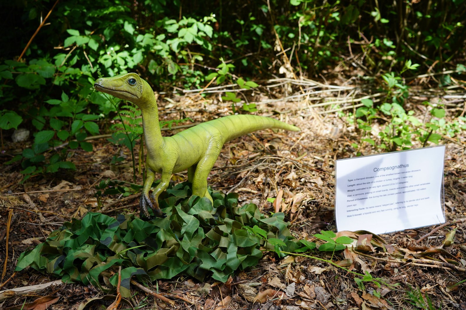 Brachiosaurus